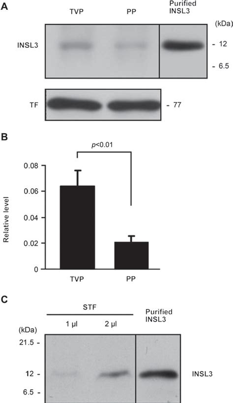 Figure 7 From The Active Form Of Goat Insulin Like Peptide 3 Insl3 Is