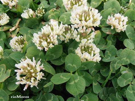 TRÉBOL BLANCO Trifolium repens Plantas rioMoros