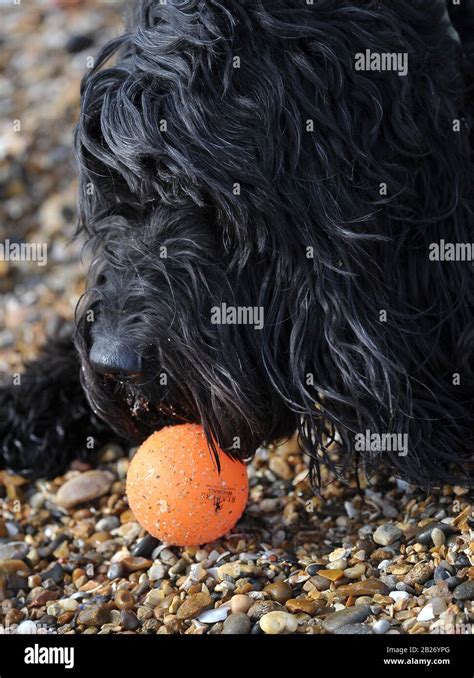 Black shaggy dog hi-res stock photography and images - Alamy