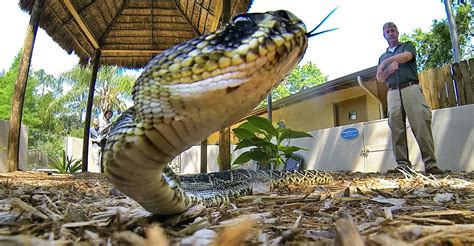 Famous Florida Snakes: Who's Your Favorite? – Cobras.org