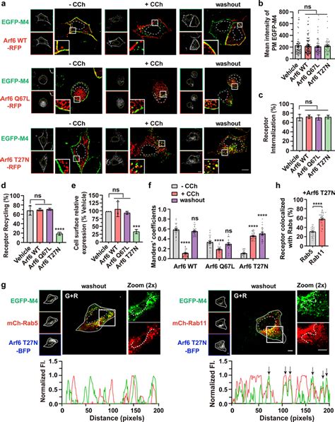 Cch Activated And Internalized Egfp M Is Mainly Hindered In The