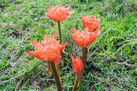 Paintbrush Lily Flower Photo Kariega Game Reserve