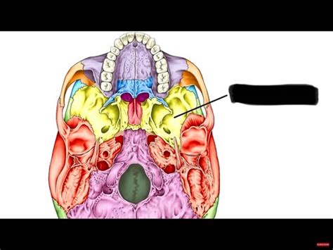 Chapter 7 Axial Skeleton Flashcards Quizlet