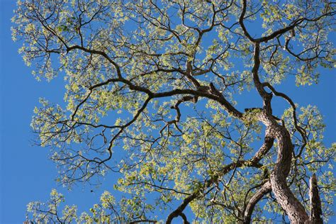 Fotos gratis árbol naturaleza bosque rama flor hoja primavera