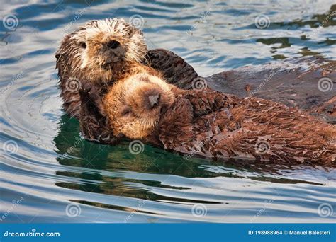 Mother Sea Otter Hugging Her Baby To Protect it. Stock Photo - Image of marine, hugging: 198988964