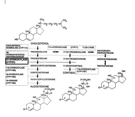 Figure Fig 1 Pathways Of Steroid Statpearls Ncbi Bookshelf