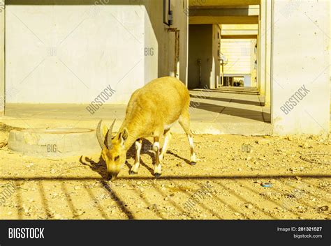 Mitzpe Ramon, Israel Image & Photo (Free Trial) | Bigstock