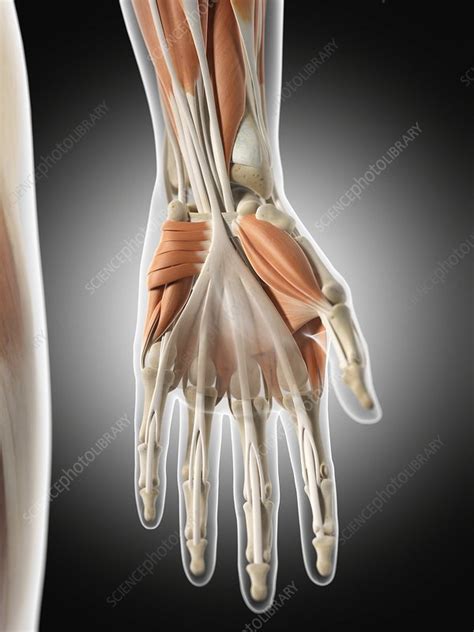 Human hand muscles, illustration - Stock Image - F011/6040 - Science ...