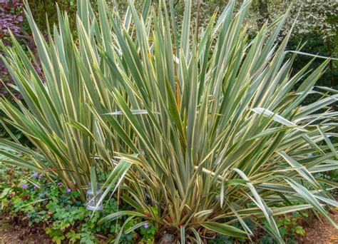 Phormium Duet Flax 6 Pot Hello Hello Plants