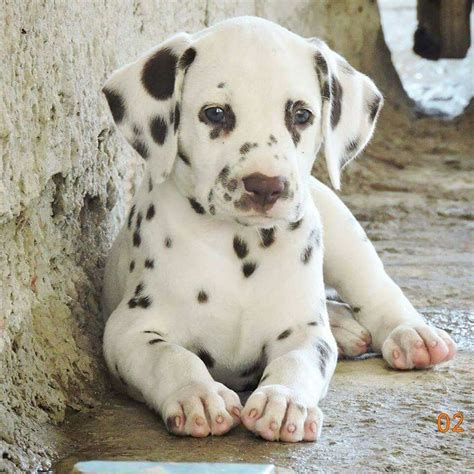 Fotos De Cachorros Dalmata - Dalmatas Cachorros Dalmata Pictures