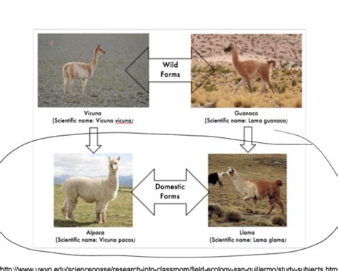 PVM 3 - L3 Camelids and swine: breeds, behavior, and husbandry ...