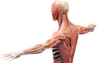 Class Bones And Muscles The Skeletal System Short Question And