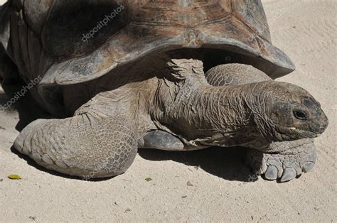 La Tortuga De Gal Pagos O Tortuga Gigante De Gal Pagos Chelonoidis