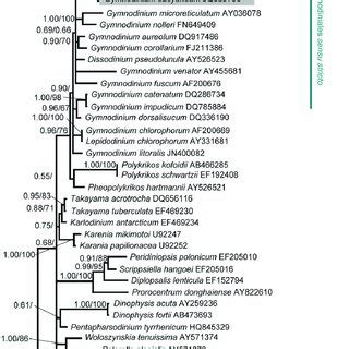 Bayesian Phylogenetic Tree Constructed From The Chloroplast 23S RDNA