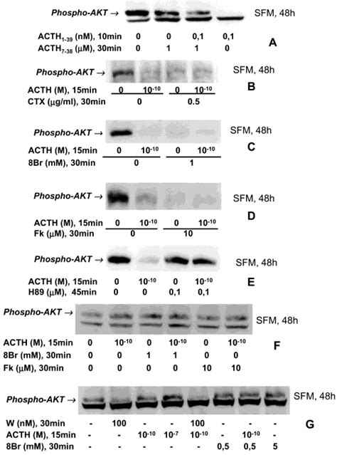 Effects Of Inhibitors And Activators Of The Acthreceptor Gs