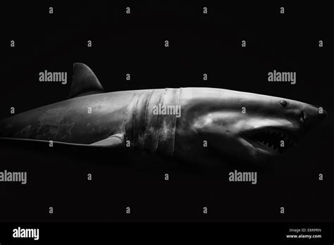 Great white shark gills hi-res stock photography and images - Alamy