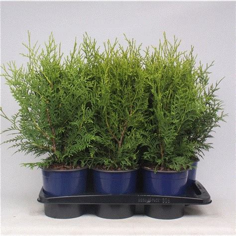 Lauko Augalas Vakarin Tuja Cm Lot Thuja Brabant