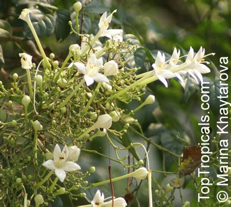 Millingtonia Hortensis Tree Jasmine Indian Cork Tree Maramalli