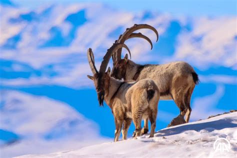 How ibexes adapt to winter: discover their survival strategies