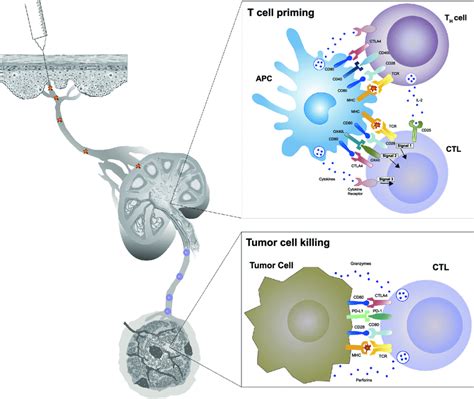 Mechanism Of T Cell Activation And Cancer Cell Killing Activation Of