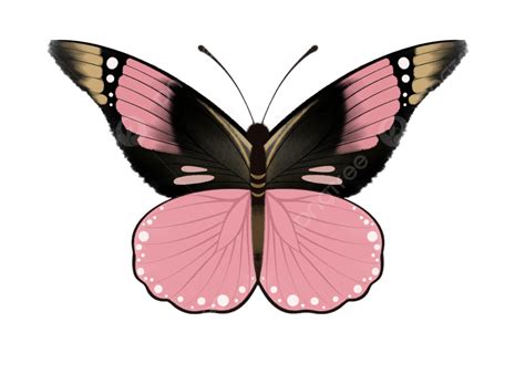 Pretty Butterfly Pattern Pink Beautiful Butterfly Beautiful Butterfly