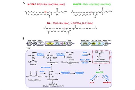 M Xanthus Alkyl Ether Lipids Plasmalogens And Their Biosynthesis