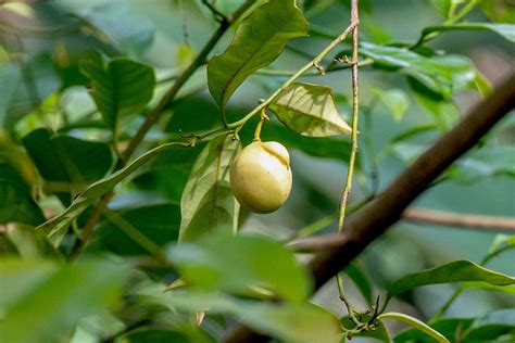 nutmeg tree plant family  david snider blog