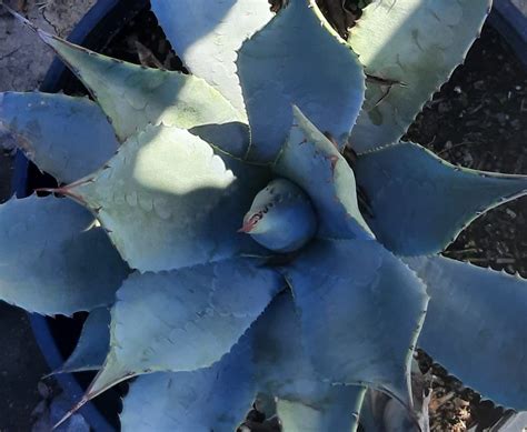 Agave parryi | Urban Tree Farm Nursery