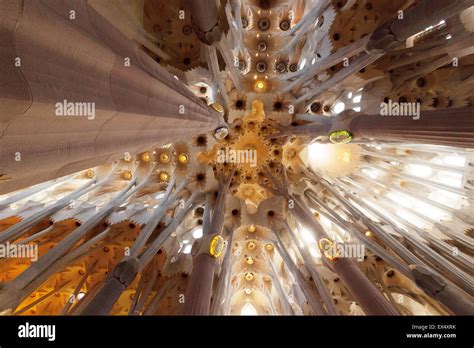 The Interior Ceiling Of The Sagrada Familia Cathedral By Antoni Gaudi