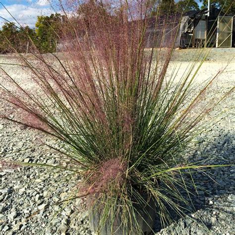 Pink Muhly Grass Pink Muhly Grass For Sale — Plantingtree