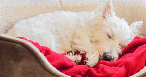 The 10 Best Dog Crate Beds To Cozy Up Your Pups Crate