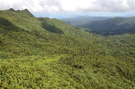 Diverse Resilient And Unique El Yunque National Forest National