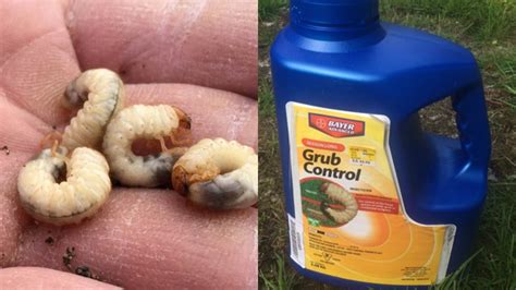 Insecticide Toxic To Bees Promoted To Kill Vancouver Chafer Beetles