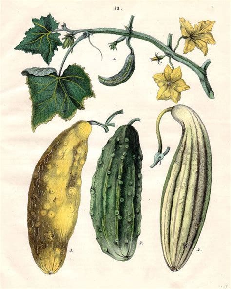 Cucumber Print 1852 Rare Antique Botanical Print Food Print Vegetable