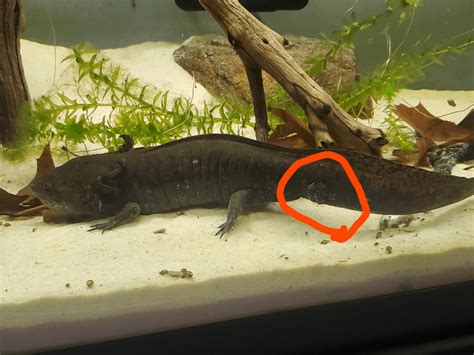 Axolotl Hasnt Eaten In 2 Weeks And Has Small Growth On Side Raxolotls