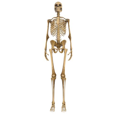 Clean And Realistic D Human Body Skeleton Png