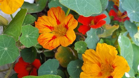 Nasturtium Guide - Flowers You Can Eat