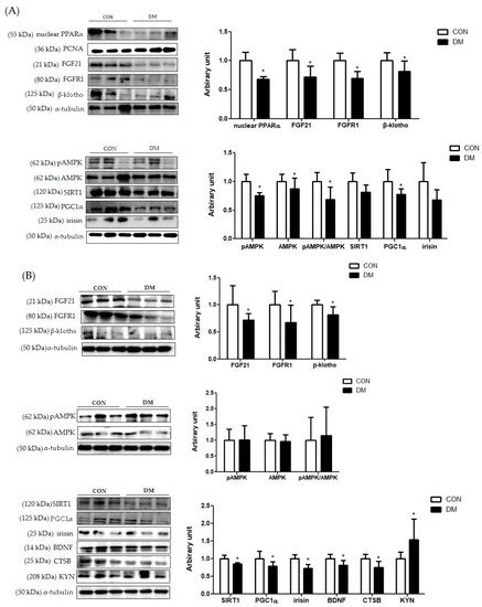 Biomedicines Free Full Text The Potential Role Of Myokines