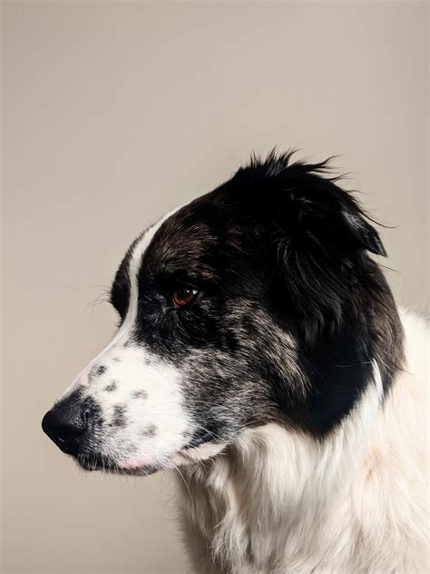 Are Border Collie Lab Mixed Hypoallergenic