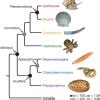 Classification of Mollusca - PNOSM