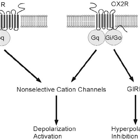 Schematic Representation Of Orexin System Orexin A And Orexinb Are