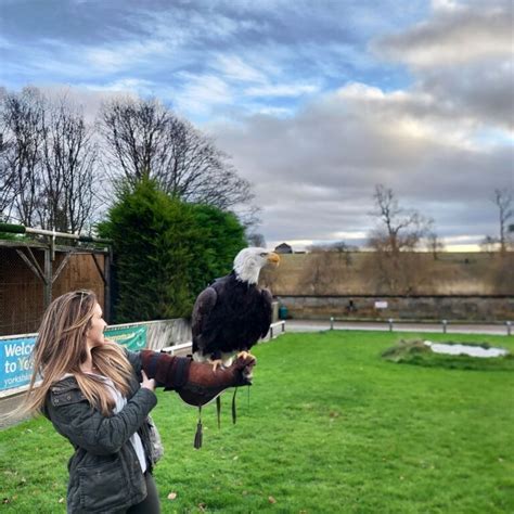 Experience Days Thirsk Birds Of Prey Centre Thirsk Birds Of Prey Centre