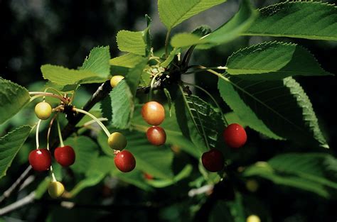 Merisier Vrai Prunus Avium Biodiv Mercantour Parc National Du