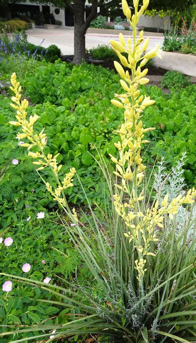 When A Yucca Isnt A Yucca By Steve Huddleston Neil Sperry S Gardens