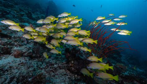 Menikmati Keindahan Bawah Laut Raja Ampat Yang Tiada Tara Page 1