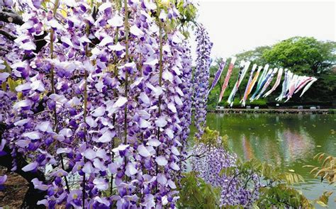 紫の回廊 藤枝・蓮華寺池公園でフジの花が見頃：中日新聞しずおかweb