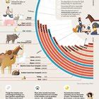 A Brief Timeline of Animal Domestication : r/Infographics