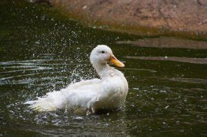 The Indian Runner Duck One Of The Oldest Domestic Ducks