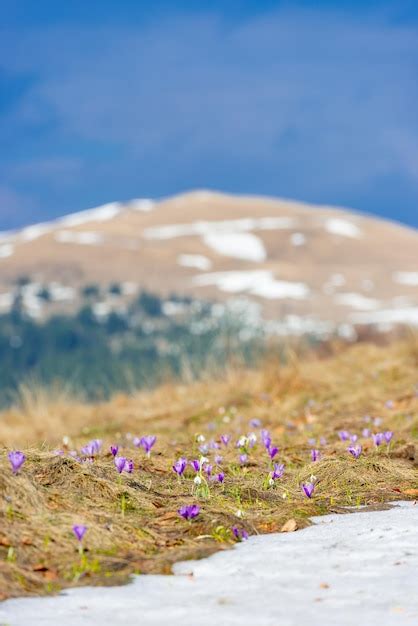 Premium Photo Saffron Crocus Sativus Flowers Blossom In Alpine Meadow