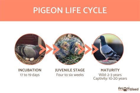 How Long Do Pigeons Live In The Wild Vs Captivity Pigeon Life Cycle